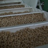 Sun Brite Foods Inc.