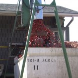 Sun Brite Foods Inc.