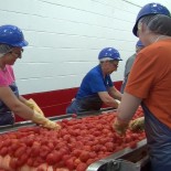 Sun Brite Foods Inc.